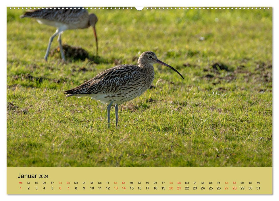 Limikolen - Watvögel am norddeutschen Wattenmeer (CALVENDO Wandkalender 2024)