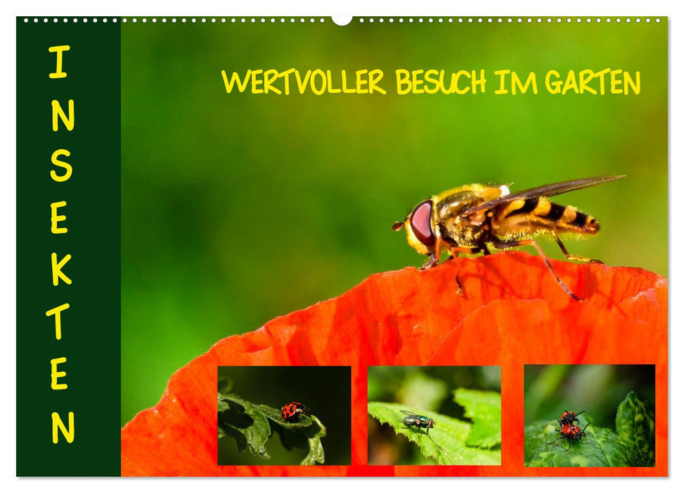 Insekten - wertvolle Gäste im Garten (CALVENDO Wandkalender 2024)