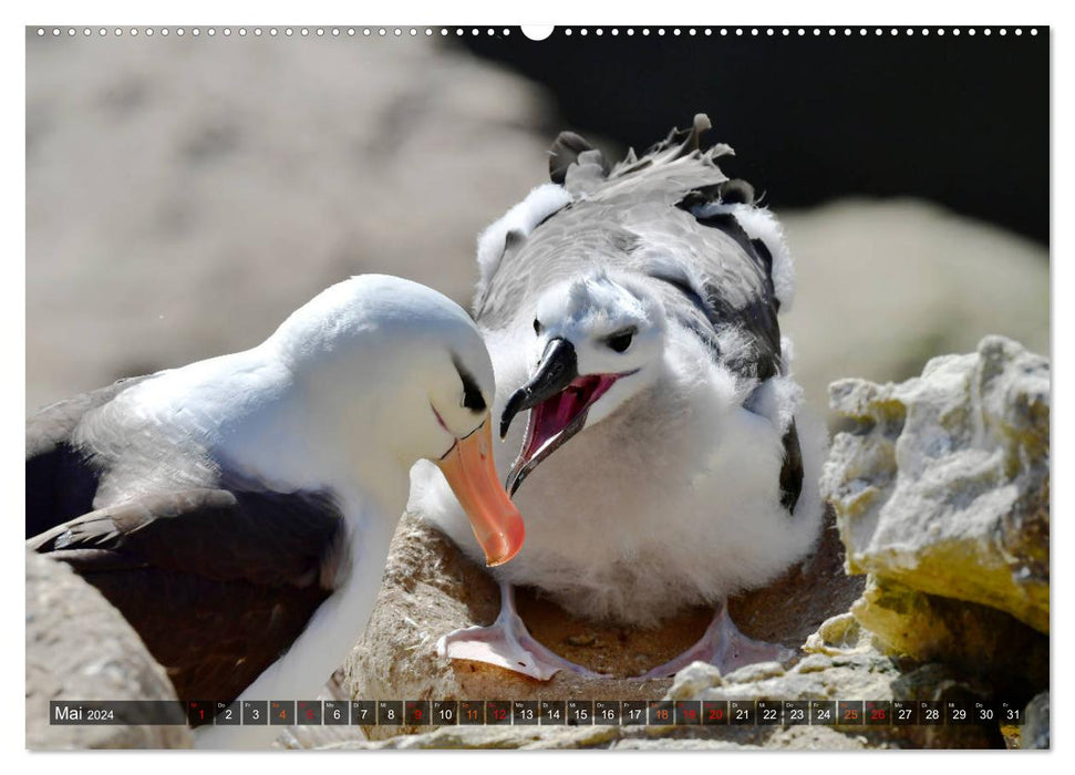 Tierparadies Südpolarmeer (CALVENDO Wandkalender 2024)