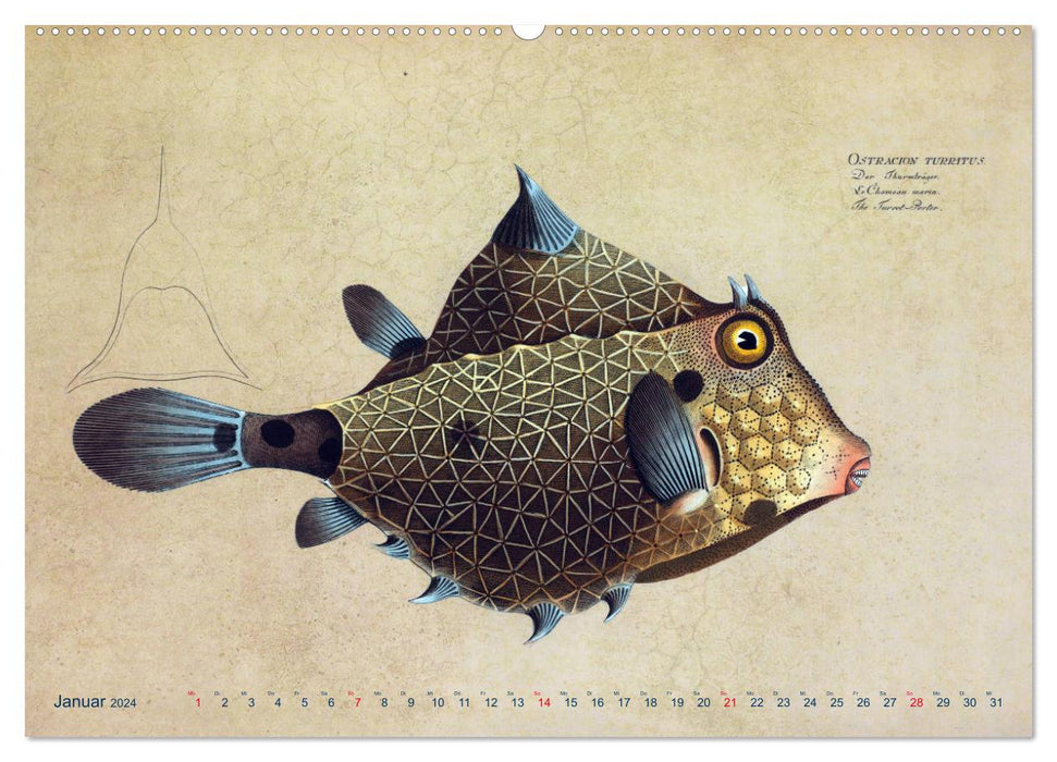 Antike Fischillustrationen nach Marcus Elieser Bloch (CALVENDO Premium Wandkalender 2024)