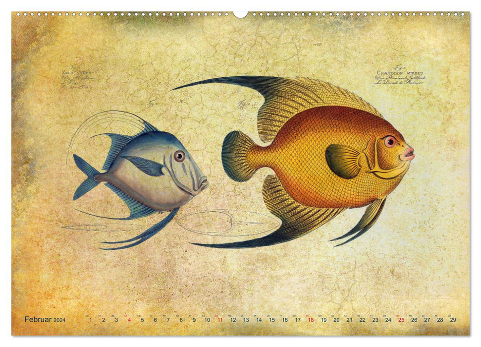 Antike Fischillustrationen nach Marcus Elieser Bloch (CALVENDO Premium Wandkalender 2024)