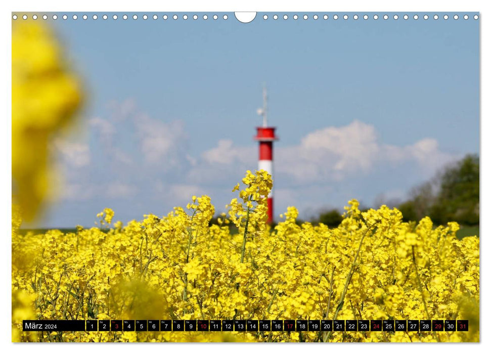 Das ganze Jahr Rapsblüte (CALVENDO Wandkalender 2024)