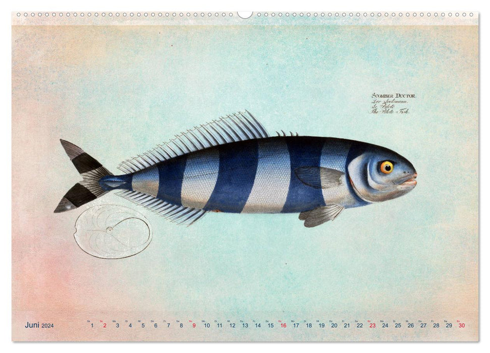 Antike Fischillustrationen nach Marcus Elieser Bloch (CALVENDO Wandkalender 2024)