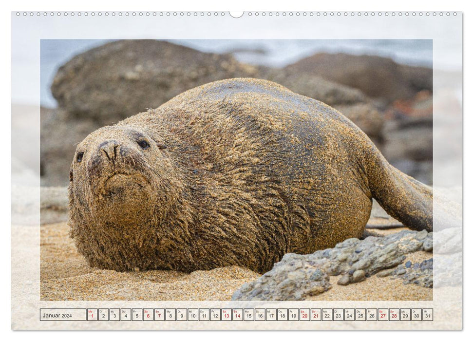 Neuseeland - Wildlife (CALVENDO Premium Wandkalender 2024)