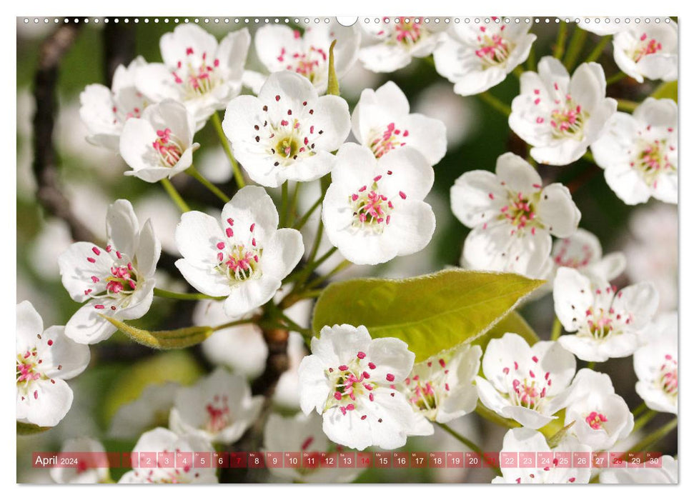 Fleurs printanières blanches (Calendrier mural CALVENDO Premium 2024) 