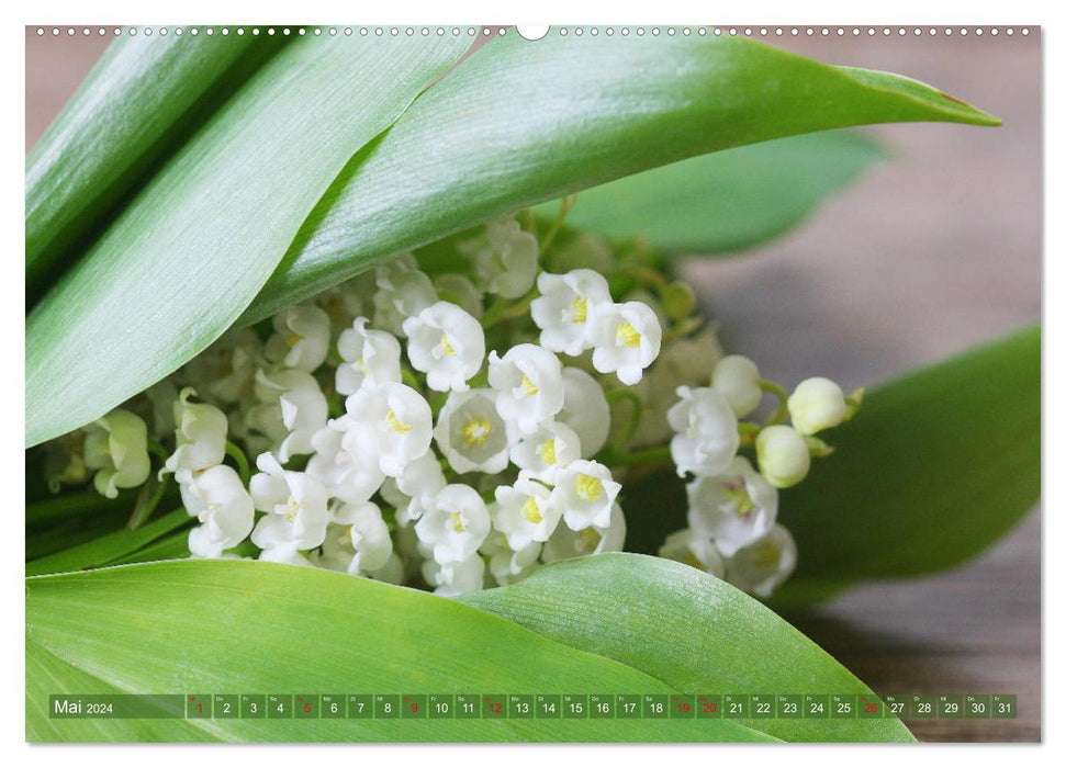 Fleurs printanières blanches (calendrier mural CALVENDO 2024) 