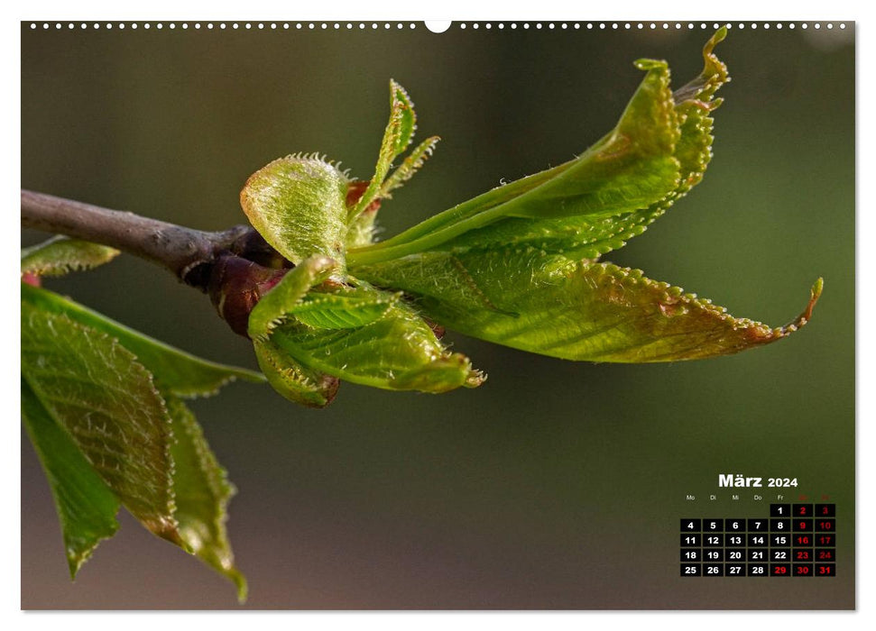 Bäume im Detail (CALVENDO Premium Wandkalender 2024)