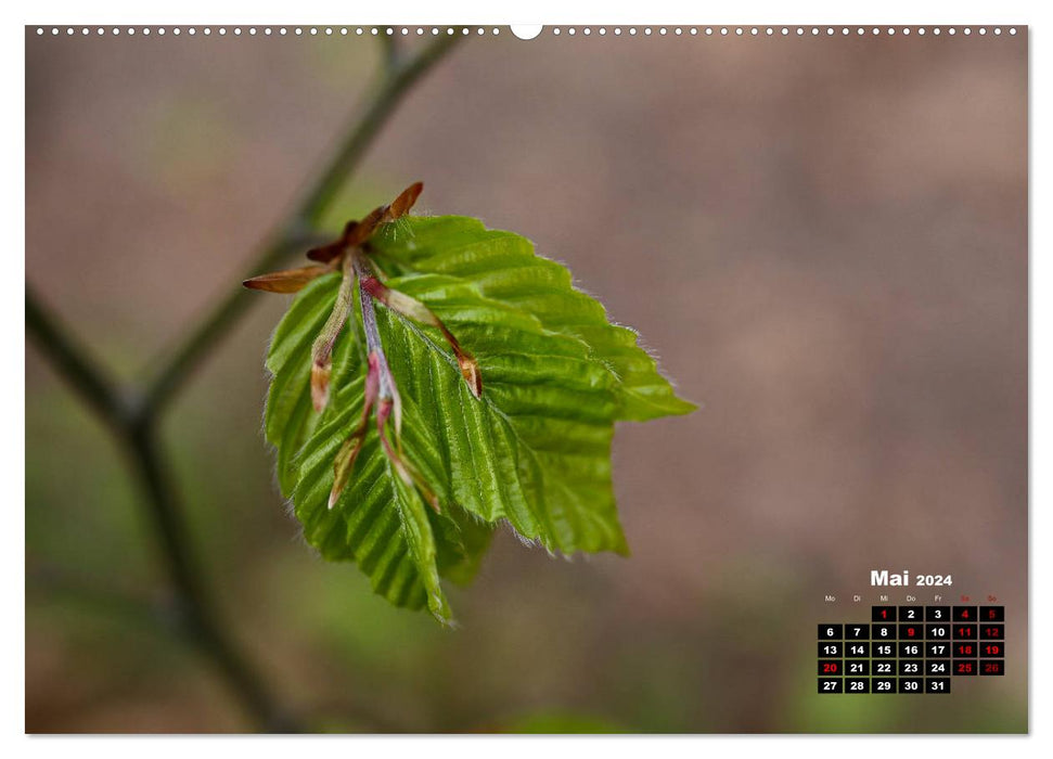 Arbres en détail (Calendrier mural CALVENDO Premium 2024) 