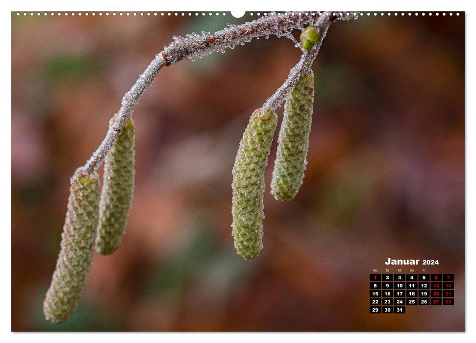 Les arbres en détail (Calendrier mural CALVENDO 2024) 