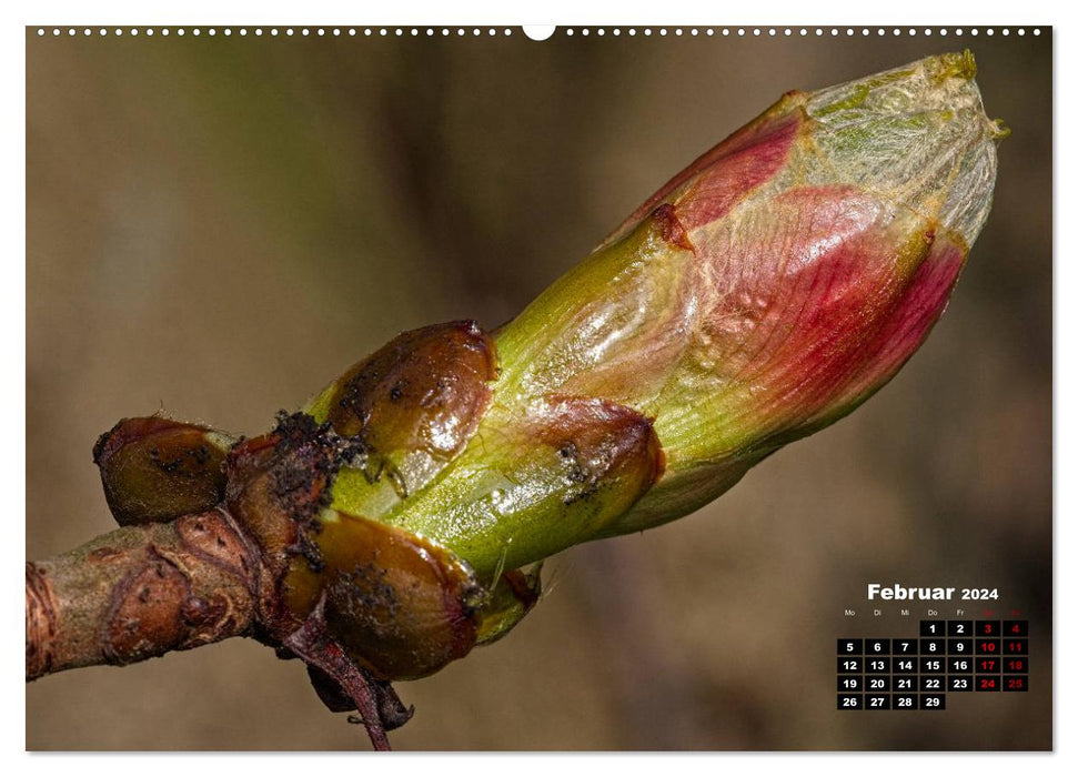 Les arbres en détail (Calendrier mural CALVENDO 2024) 