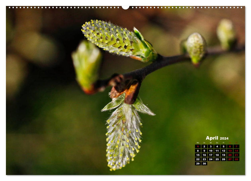 Les arbres en détail (Calendrier mural CALVENDO 2024) 