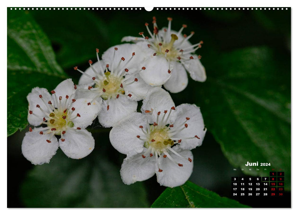 Les arbres en détail (Calendrier mural CALVENDO 2024) 