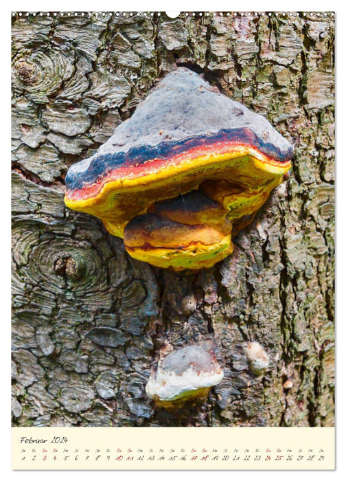 Champignons en pleine forme (calendrier mural CALVENDO 2024) 