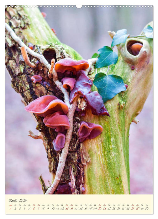 Champignons en pleine forme (calendrier mural CALVENDO 2024) 