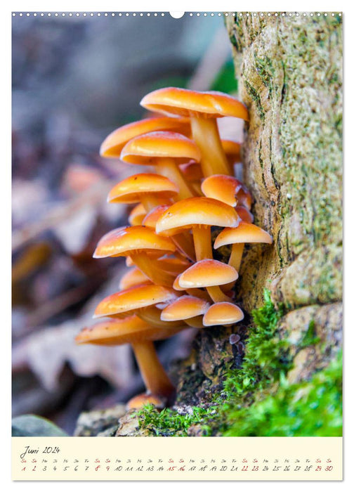 Champignons en pleine forme (calendrier mural CALVENDO 2024) 