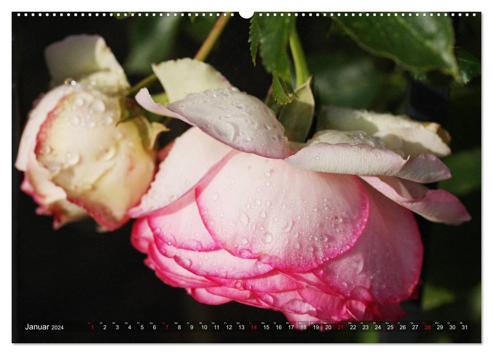 Splendeur tentante des roses (Calendrier mural CALVENDO Premium 2024) 
