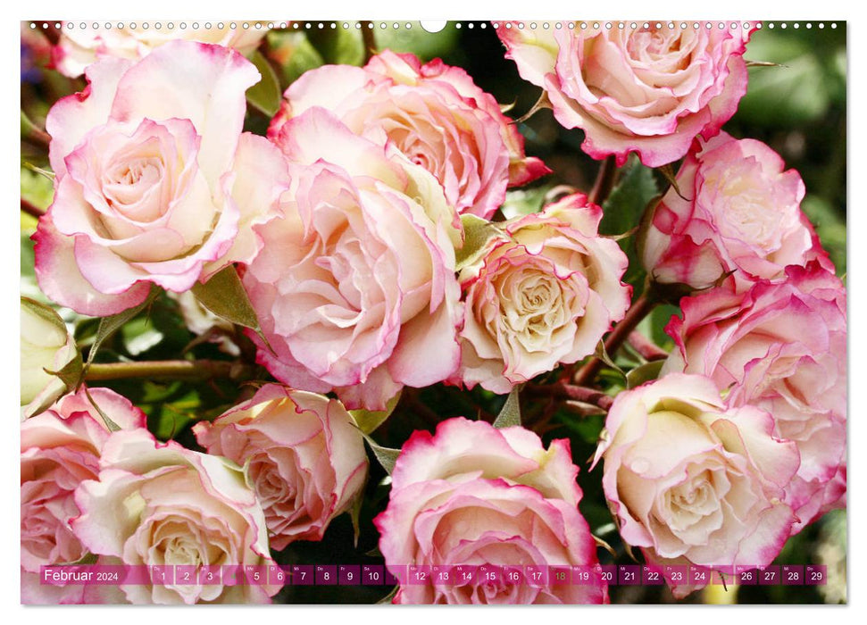 Splendeur tentante des roses (Calendrier mural CALVENDO Premium 2024) 