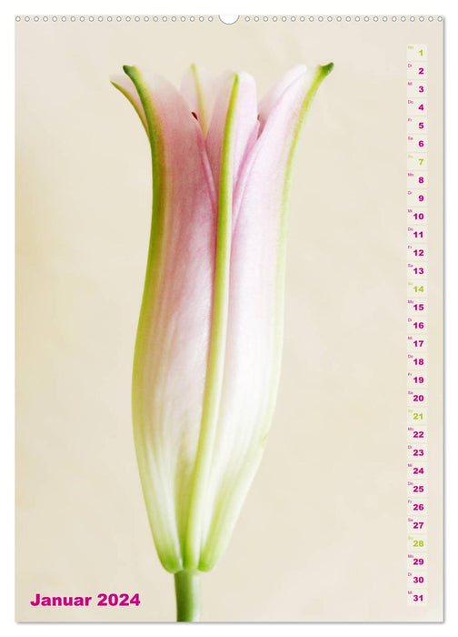 Lilien-Eleganz (CALVENDO Premium Wandkalender 2024)