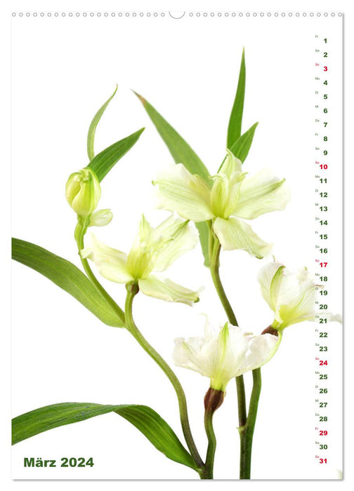 Lilien-Eleganz (CALVENDO Premium Wandkalender 2024)