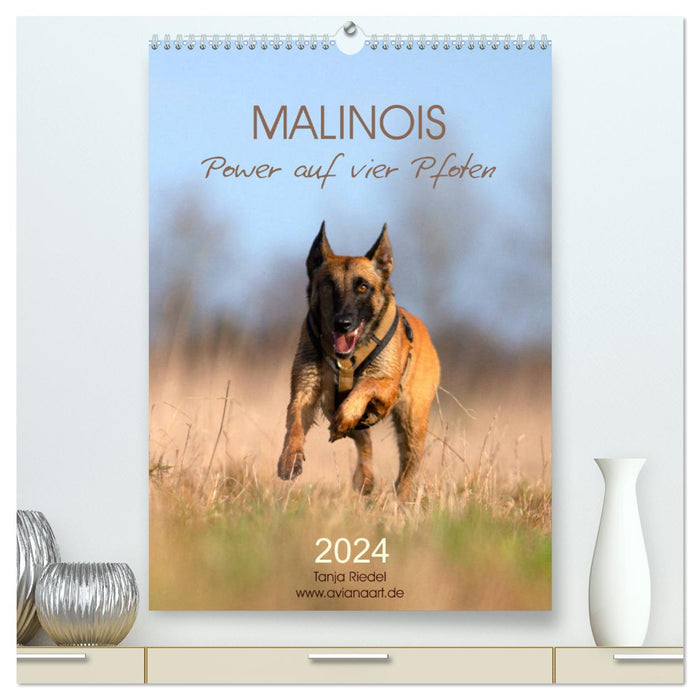 Malinois Power auf vier Pfoten (CALVENDO Premium Wandkalender 2024)