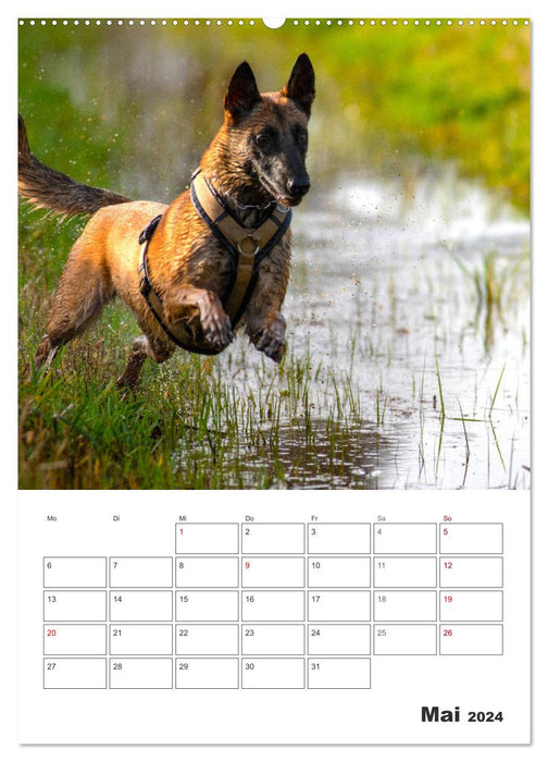 Malinois Power auf vier Pfoten (CALVENDO Premium Wandkalender 2024)