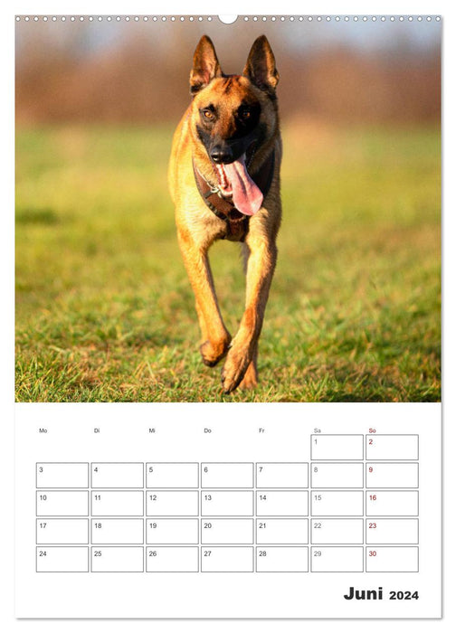 Malinois Power auf vier Pfoten (CALVENDO Premium Wandkalender 2024)