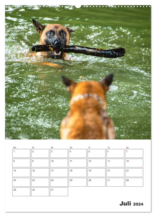 Malinois Power auf vier Pfoten (CALVENDO Premium Wandkalender 2024)