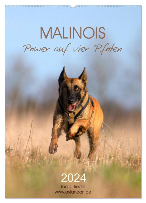 Malinois Power auf vier Pfoten (CALVENDO Wandkalender 2024)