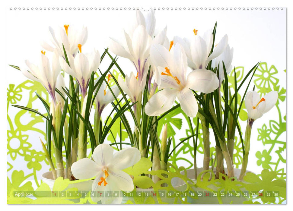 Crocus enchanteurs (Calendrier mural CALVENDO Premium 2024) 