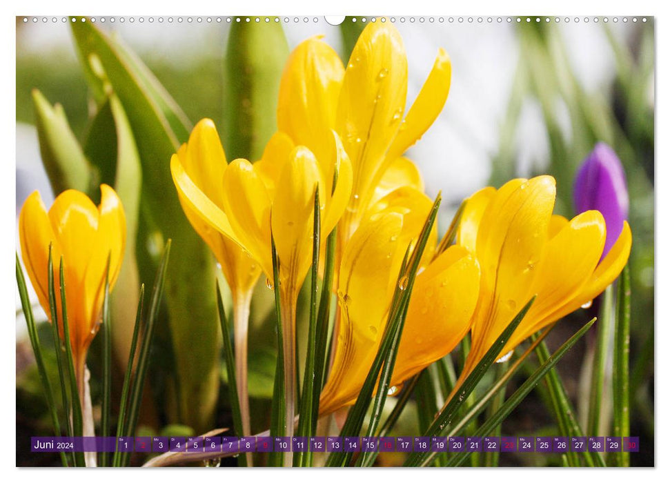 Crocus enchanteurs (Calendrier mural CALVENDO Premium 2024) 