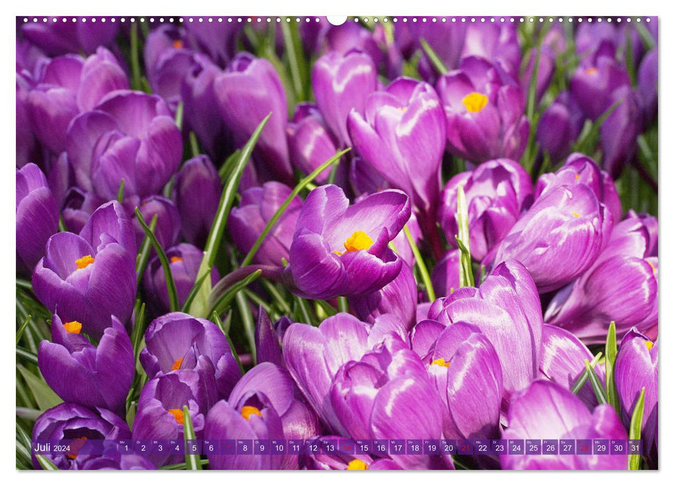 Crocus enchanteurs (Calendrier mural CALVENDO Premium 2024) 