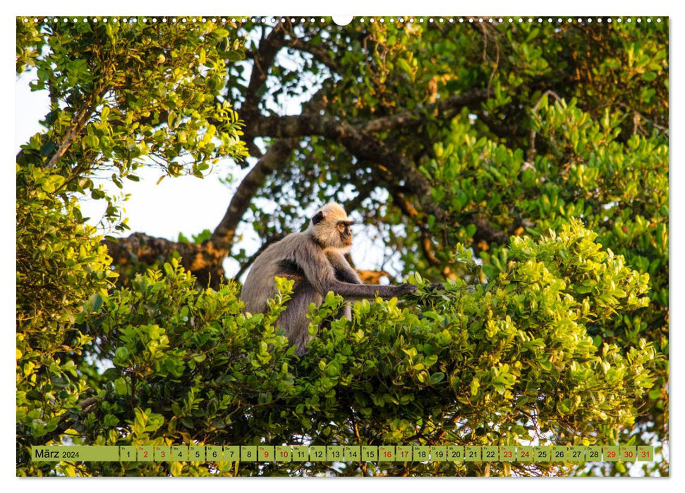 Bilder aus Sri Lanka (CALVENDO Premium Wandkalender 2024)