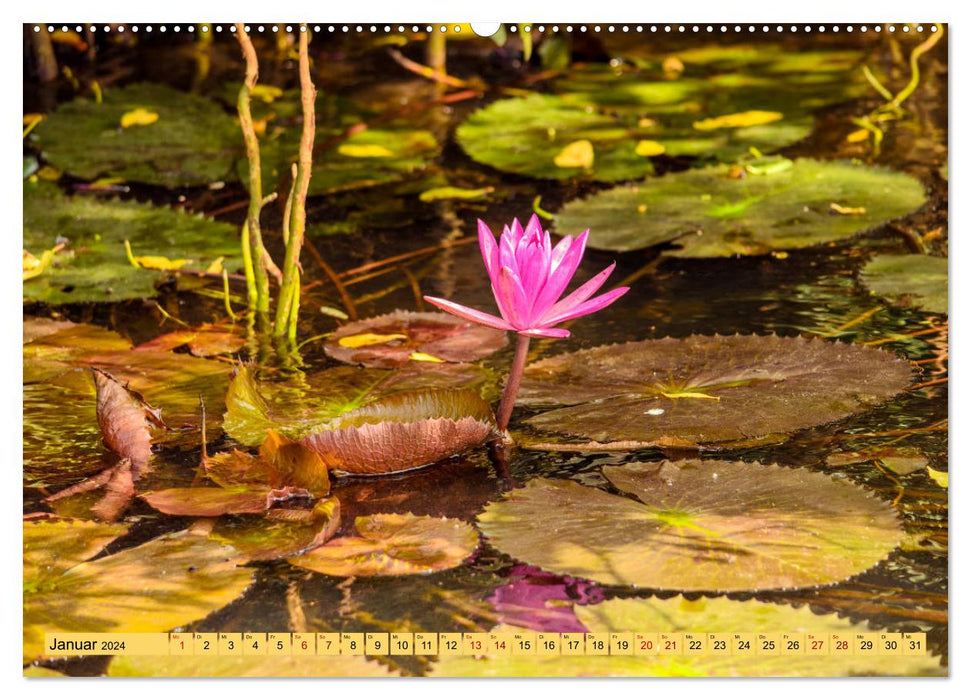 Bilder aus Sri Lanka (CALVENDO Wandkalender 2024)