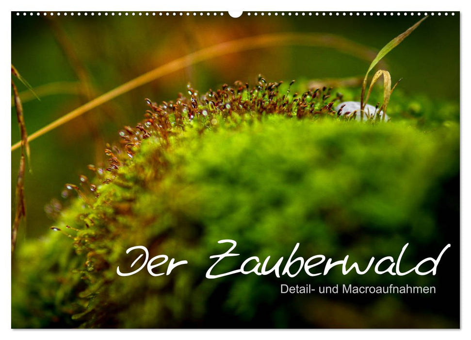 Der Zauberwald - Detailaufnahmen (CALVENDO Wandkalender 2024)