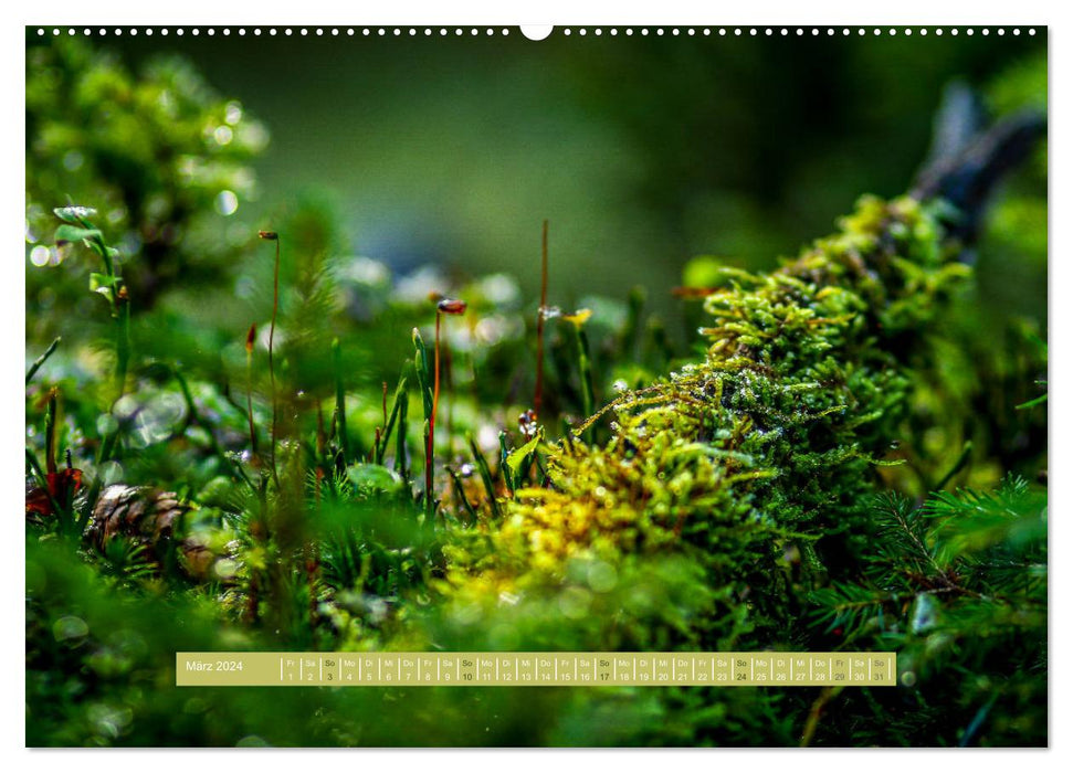 Der Zauberwald - Detailaufnahmen (CALVENDO Wandkalender 2024)