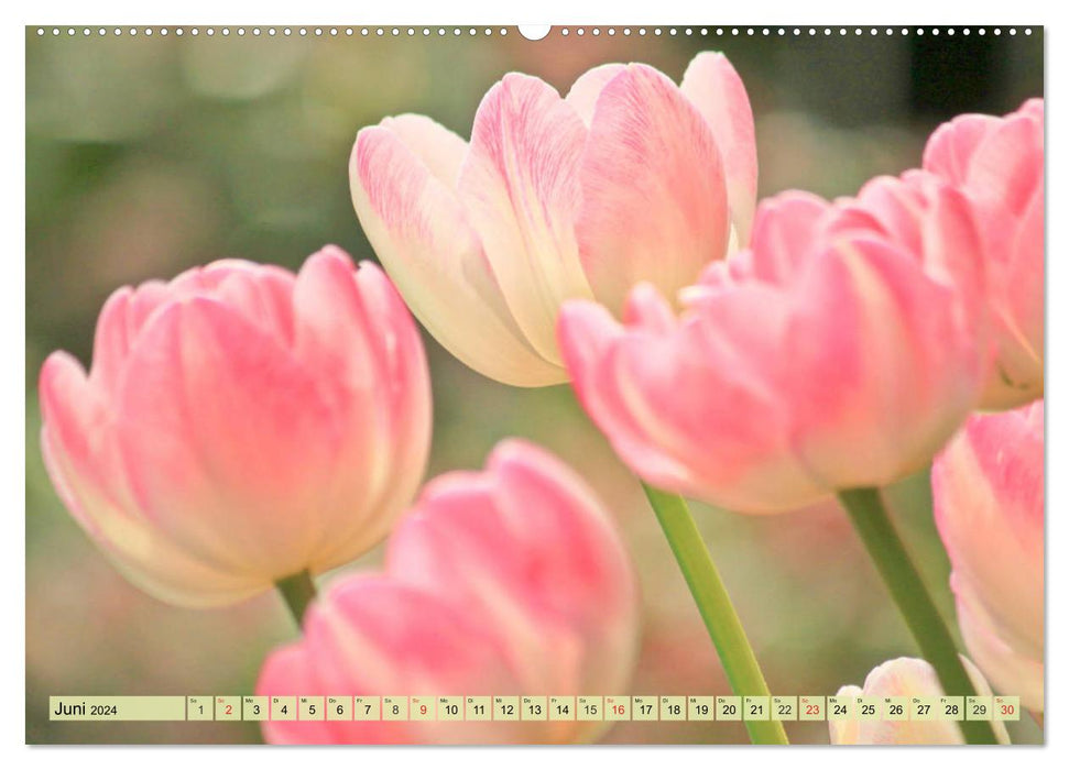 Tulpen. Zauberhafte Blütenpracht (CALVENDO Wandkalender 2024)