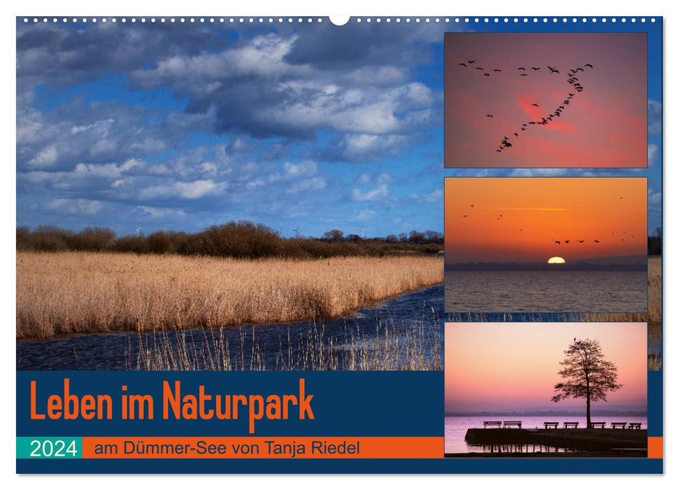 Life in the nature park around Lake Dümmer (CALVENDO wall calendar 2024) 