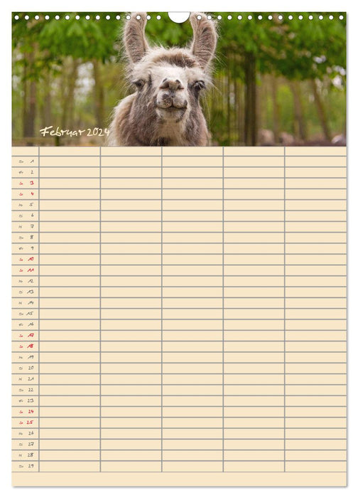 Visit to the zoo - family planner (CALVENDO wall calendar 2024) 