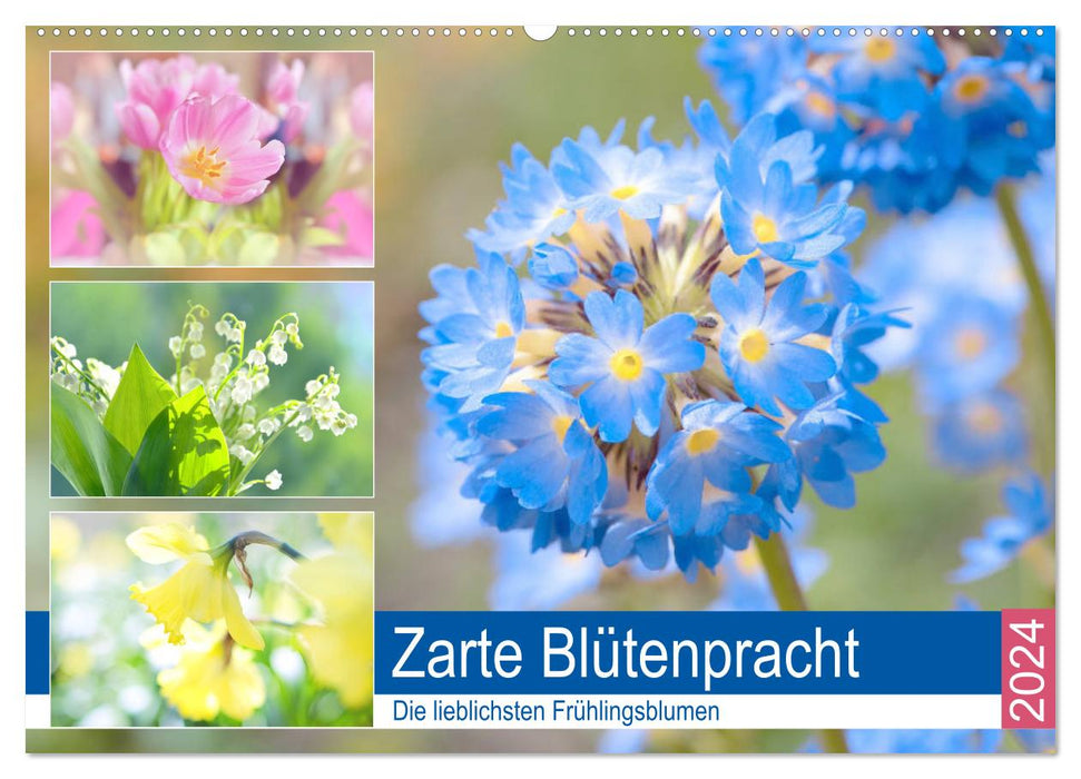 Zarte Blütenpracht. Die lieblichsten Frühlingsblumen (CALVENDO Wandkalender 2024)