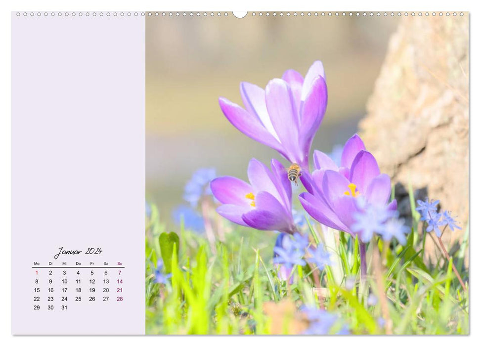 Delicate flowers. The loveliest spring flowers (CALVENDO wall calendar 2024)