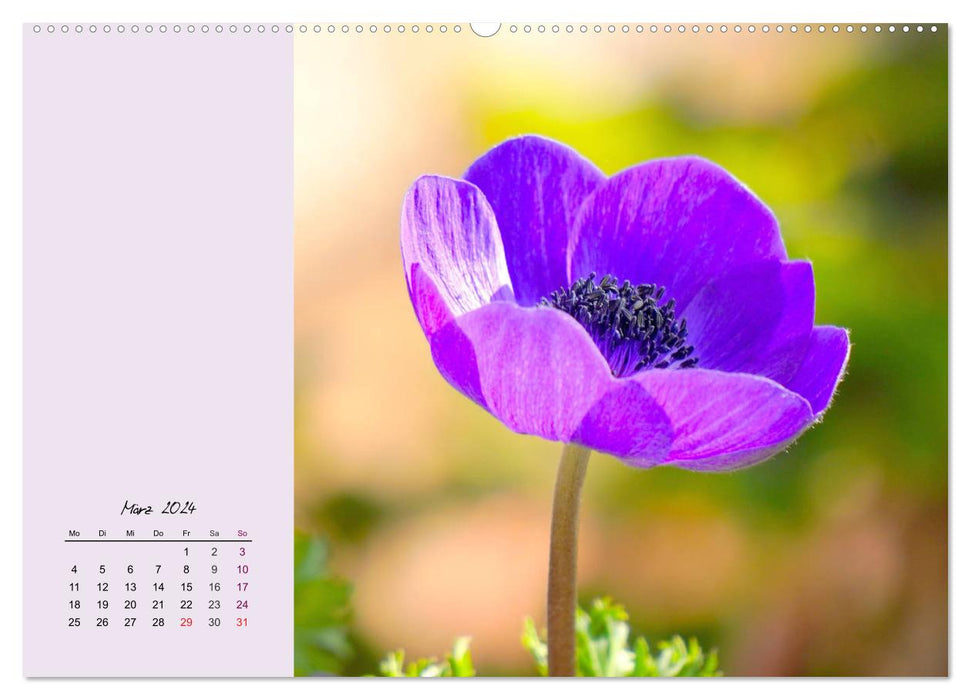 Delicate flowers. The loveliest spring flowers (CALVENDO wall calendar 2024)