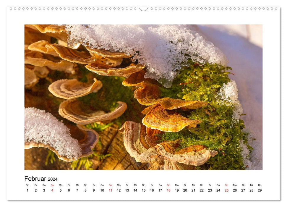 Der Wald im Laufe des Jahres (CALVENDO Premium Wandkalender 2024)