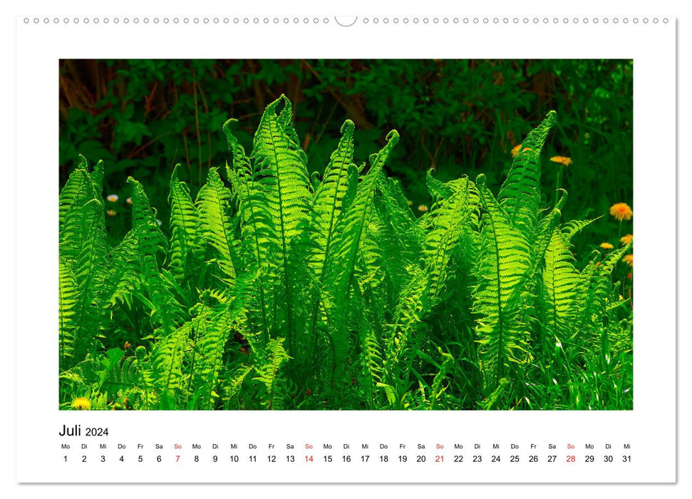 Der Wald im Laufe des Jahres (CALVENDO Premium Wandkalender 2024)