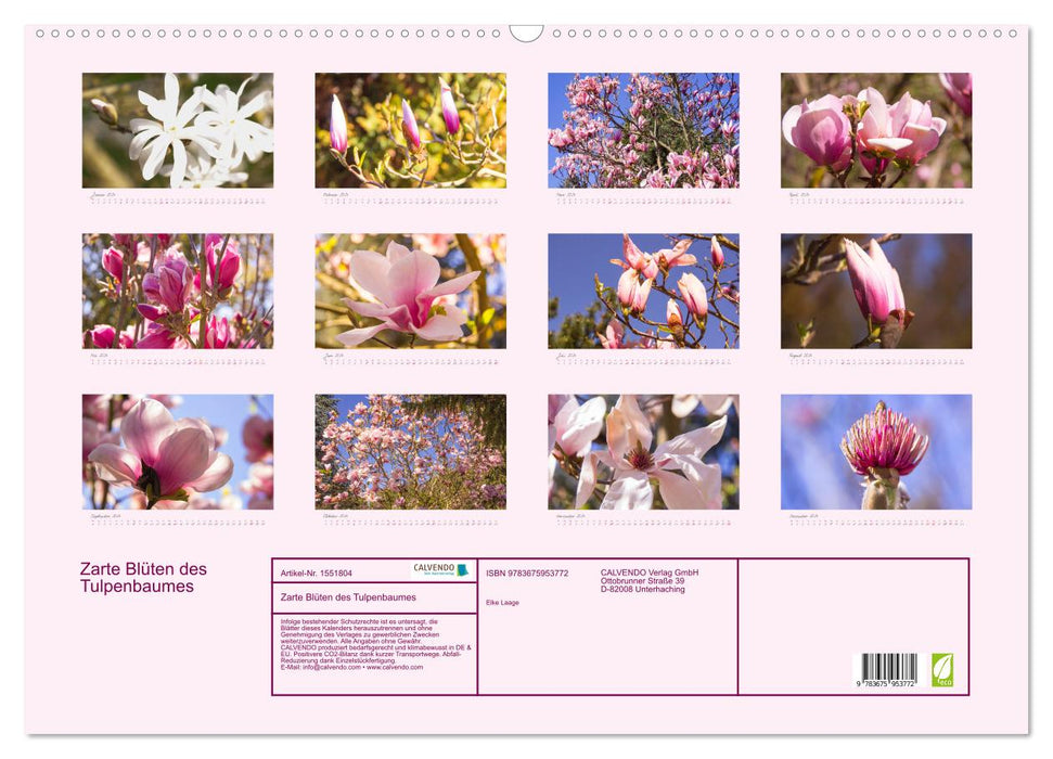 Zarte Blüten des Tulpenbaumes (CALVENDO Wandkalender 2024)