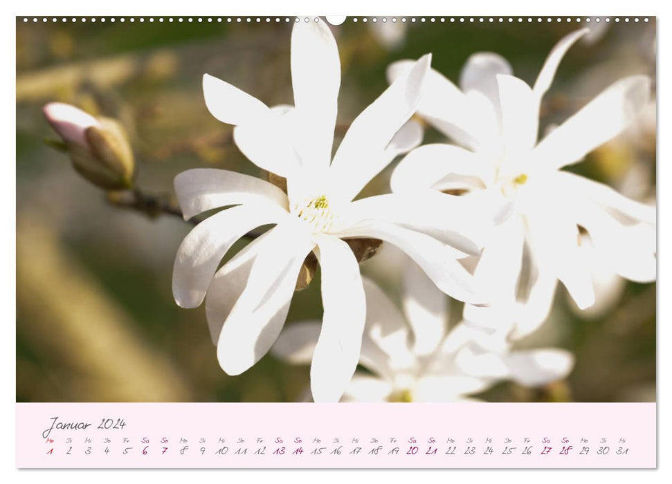Zarte Blüten des Tulpenbaumes (CALVENDO Wandkalender 2024)