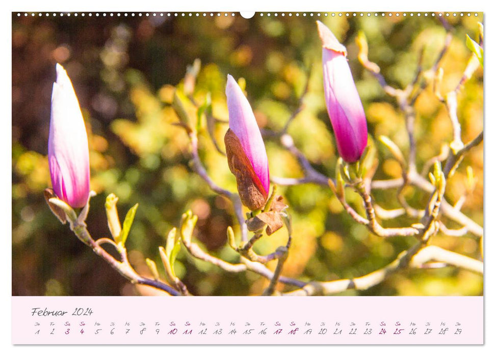 Zarte Blüten des Tulpenbaumes (CALVENDO Wandkalender 2024)