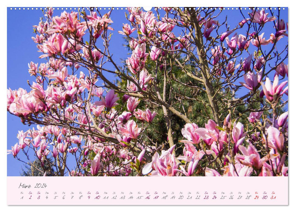 Zarte Blüten des Tulpenbaumes (CALVENDO Wandkalender 2024)