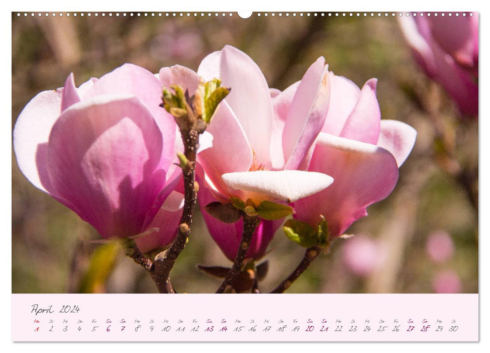 Zarte Blüten des Tulpenbaumes (CALVENDO Wandkalender 2024)