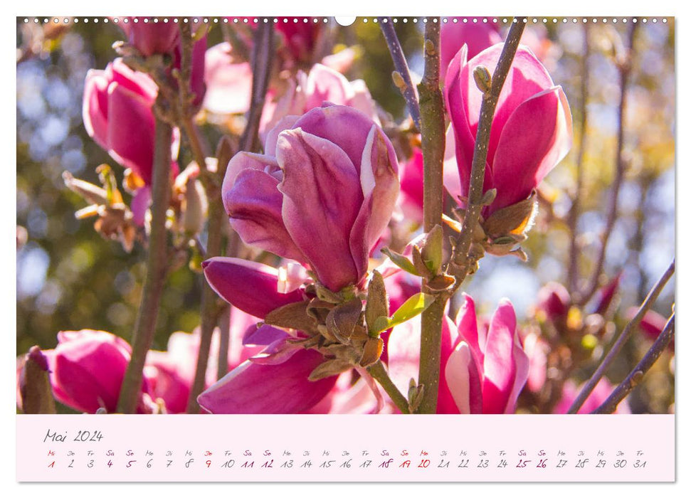 Delicate flowers of the tulip tree (CALVENDO wall calendar 2024) 