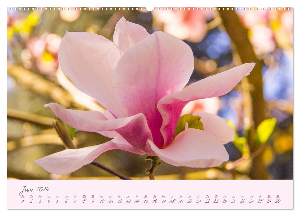 Zarte Blüten des Tulpenbaumes (CALVENDO Wandkalender 2024)